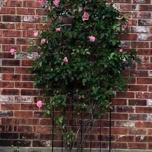 Meet your Posher, Gigi